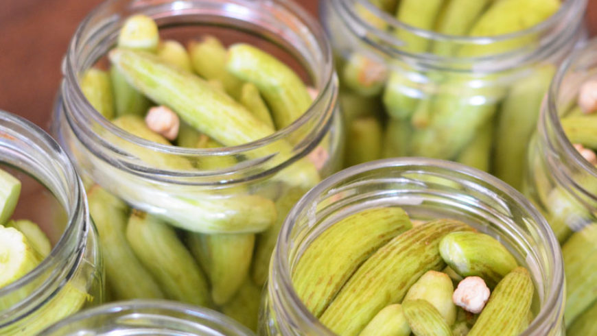 Pickled Wild Cucumbers Recipe